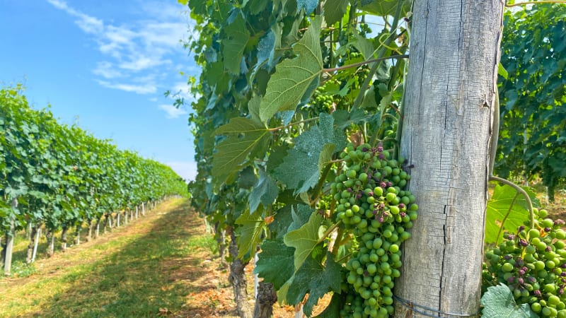 Vinbyen Barbaresco og idylliske Neive fr dagsslutt i Treiso