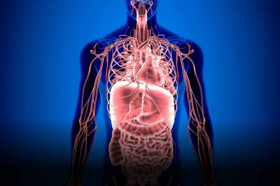 O que é o sistema endocanabinoide e qual é o seu papel? - Dor