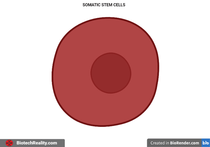 Somatic Stem cells wnz5fo