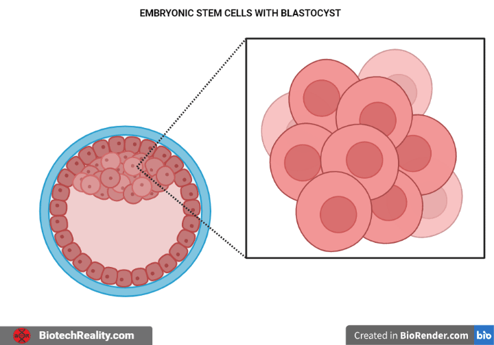 Embryonic Stem Cells qewqkf