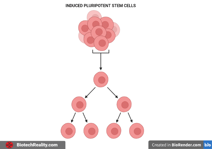 Induced pluripotent stem cells ekkygi