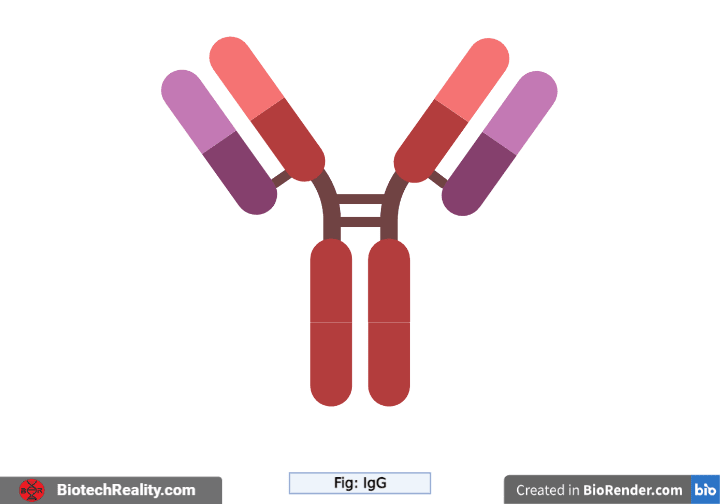 Immunoglobulin - Structure and Types Immunoglobulin – IgG Structure