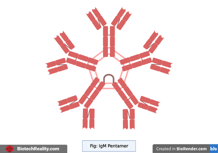 Immunoglobulin – IgM Structure