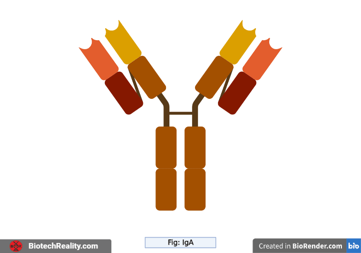 Immunoglobulin – IgA Structure