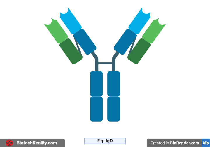 Immunoglobulin – IgD Structure