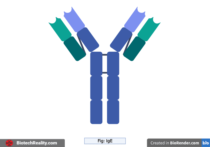 Immunoglobulin – IgE Structure