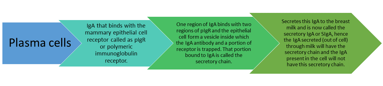 Immunoglobulin - Structure and Types