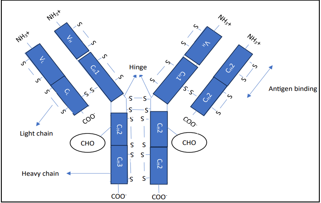 Immunoglobulin/Antibody - Structure 