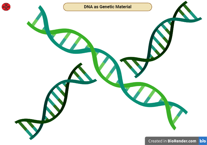 DNA As Genetic Material - Griffith, Avery, Hershey and Chase Experiments [PDF]