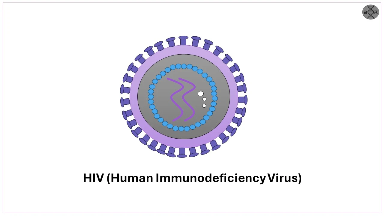 HIV – Human Immunodeficiency Virus | Details
