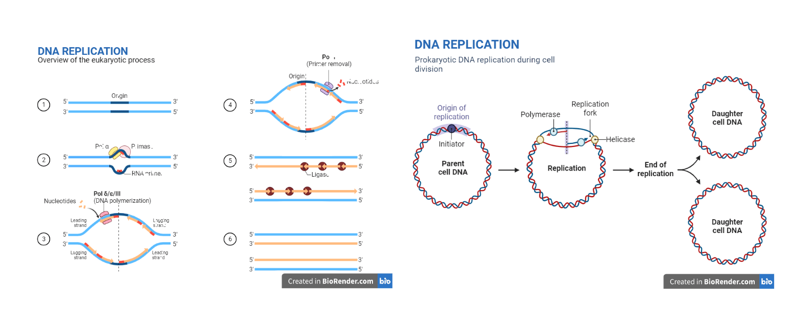 Replication in Prokaryotes and Eukaryotes Explained [PDF]