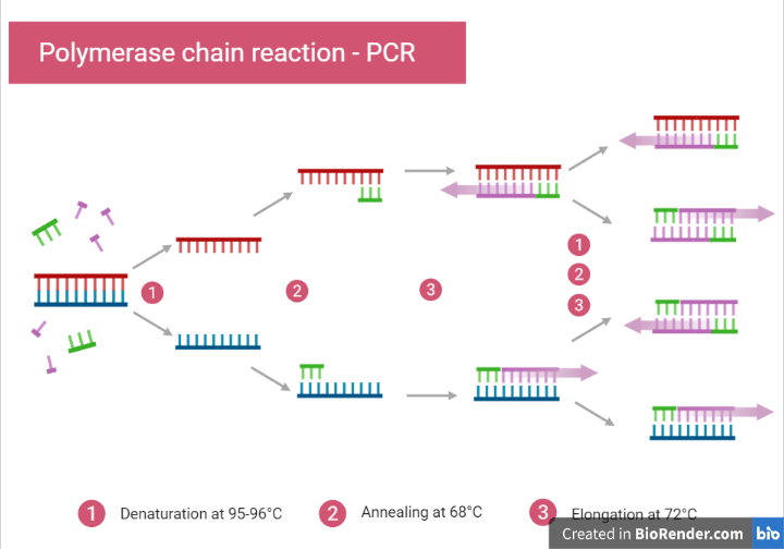 Polymerase Chain Reaction - PCR, Explanation and Notes [PDF]