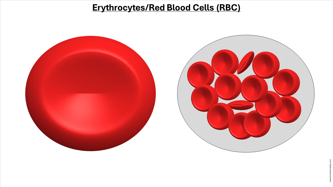 Erythrocytes or Red Blood Cells (RBC) - Structure, and Functions