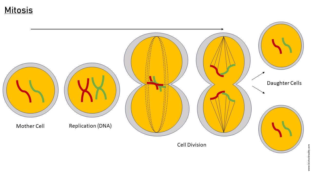 Mitosis: Definition Stages Mechanism of Cell Division and Diagrams Mitosis: Definition Stages Mechanism of Cell Division and Diagrams