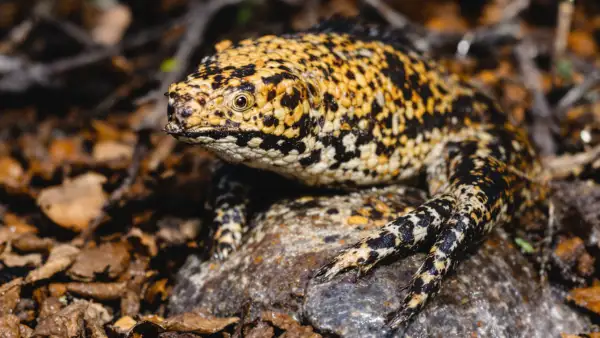 Why Meta’s Legal Chief Move to Apple Signals a Strategic Shift