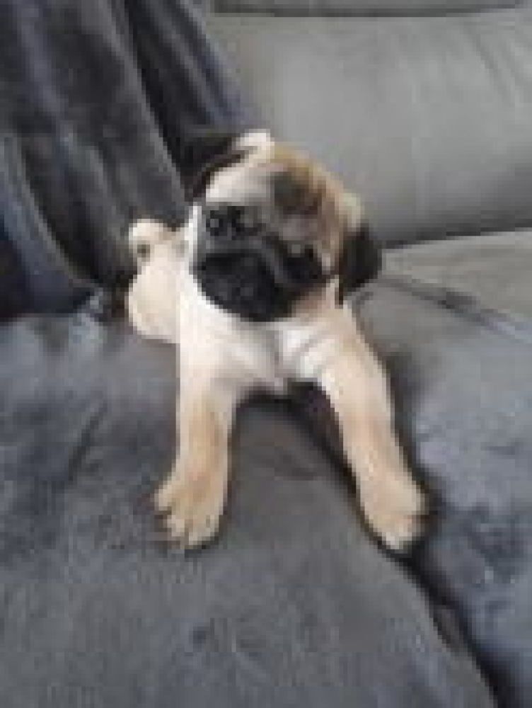 Cheap Canvas Prints £6 Pixa Prints UK