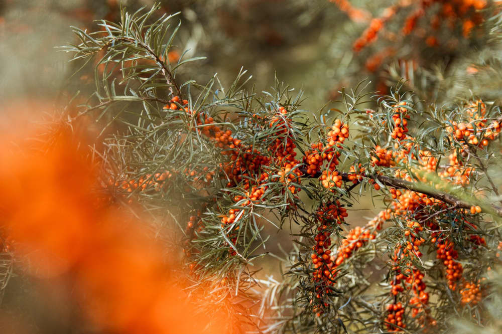 Exklusive Bio-Plantage