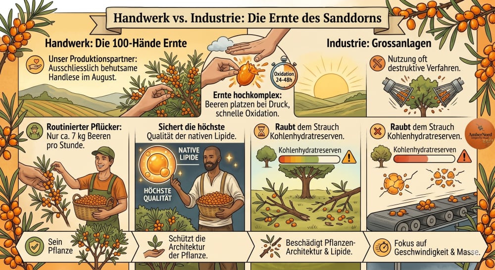 Schonende Handlese von Sanddornbeeren — Handwerk statt Industrie
