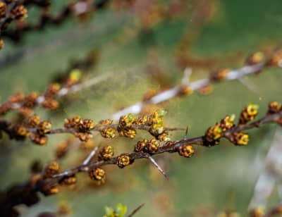 Exklusive Bio-Plantage