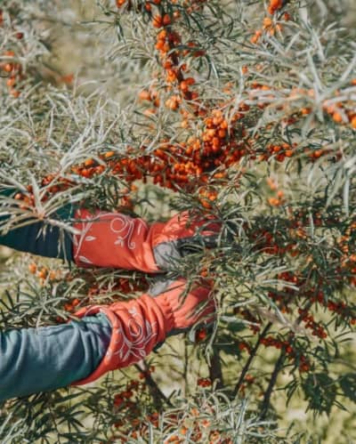 Sorgfältige Handlese