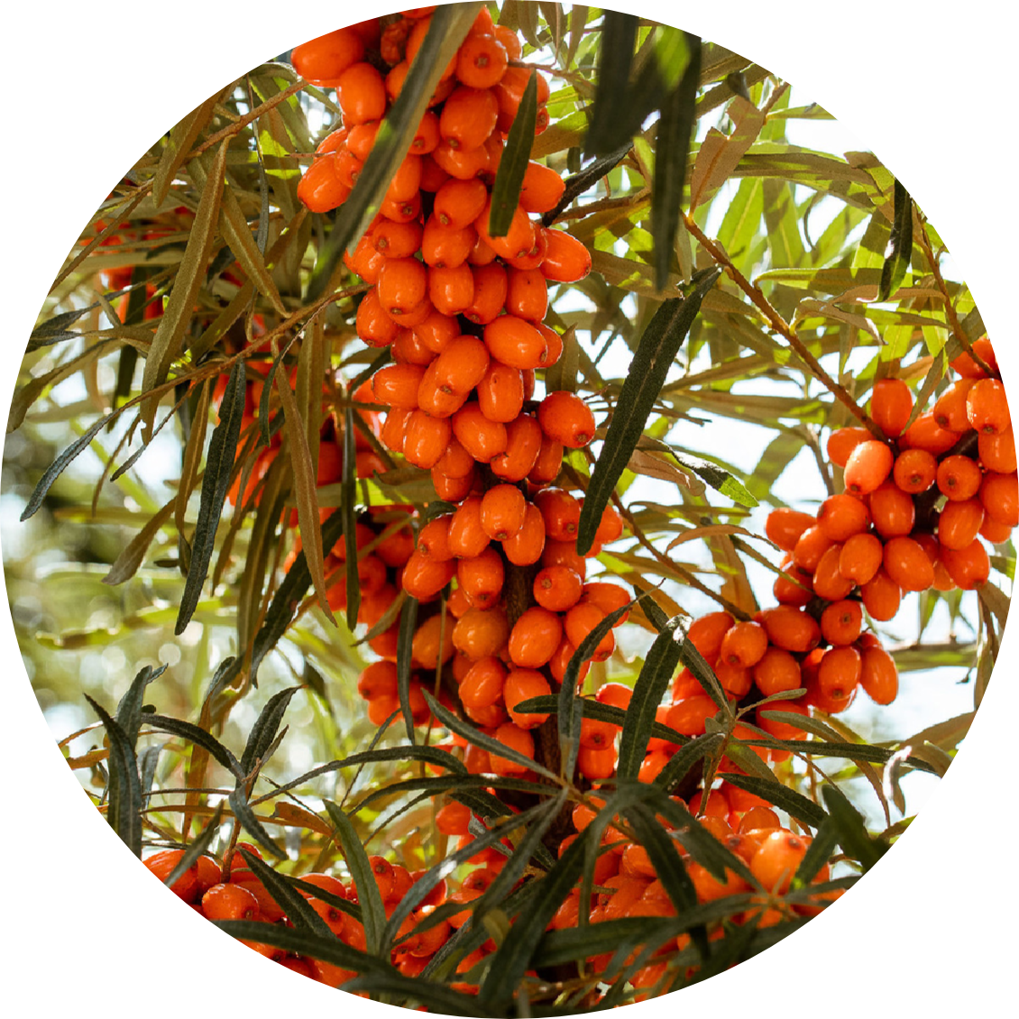 Premium Sanddornbeeren am Zweig