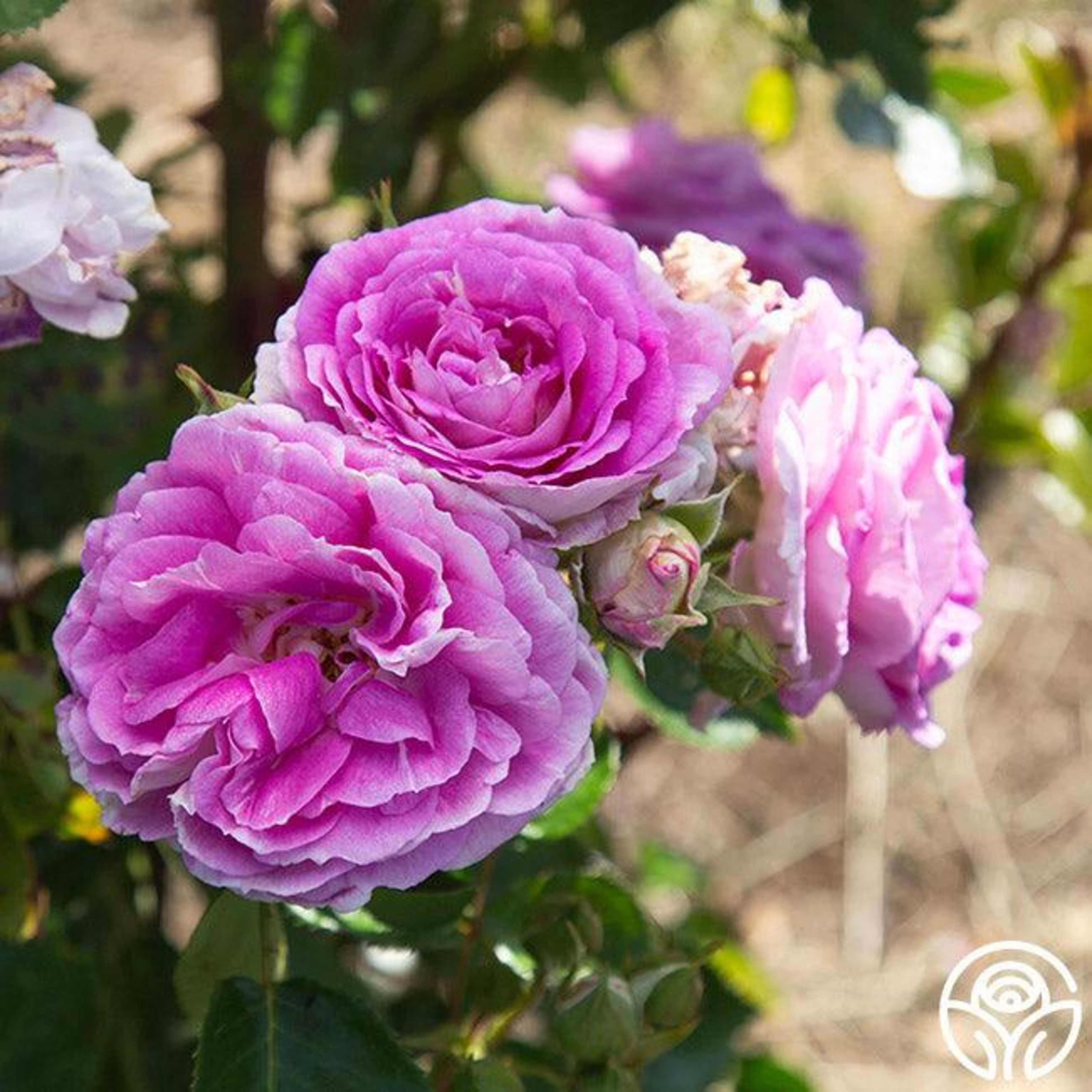 Iceberg Rose