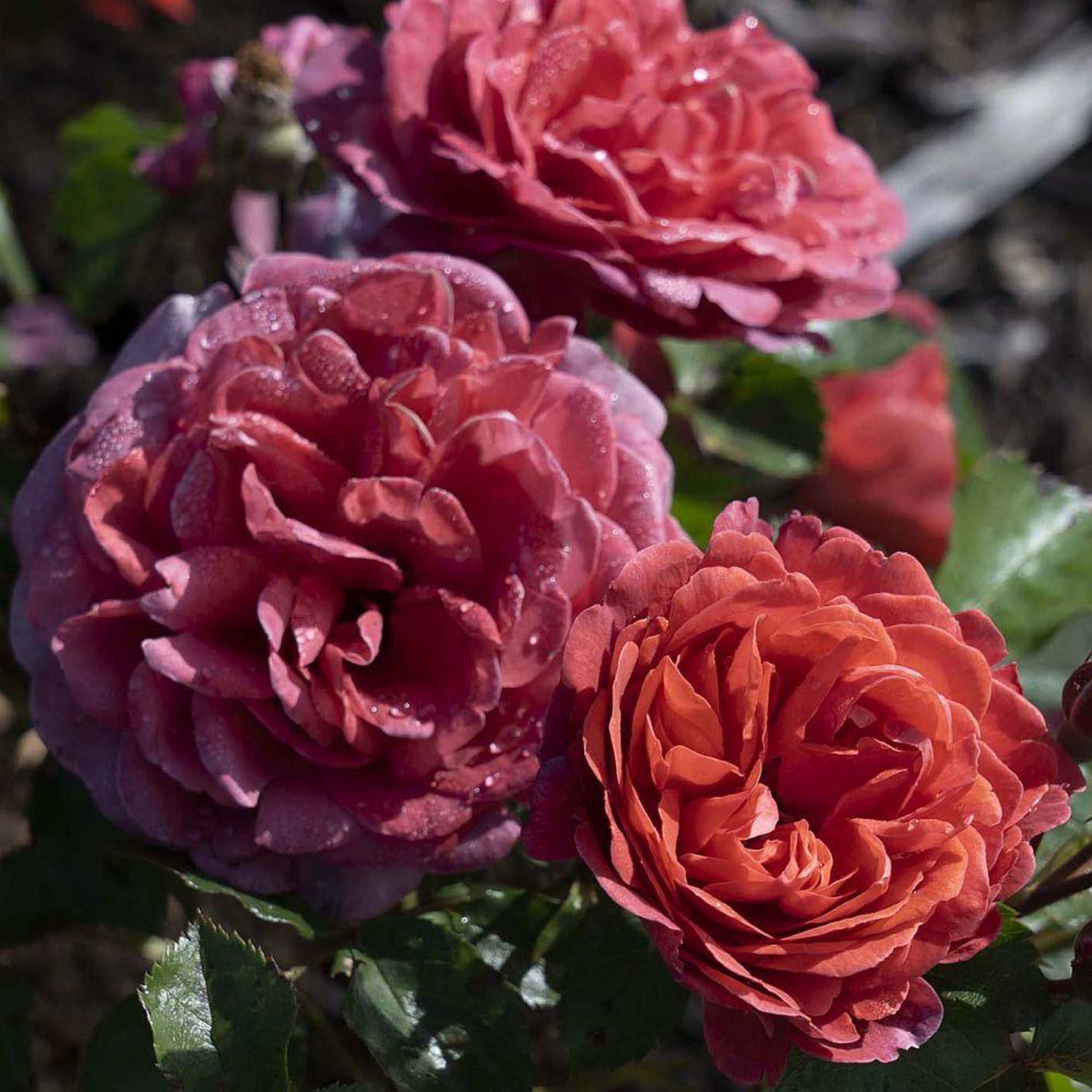 Tomato Cherry