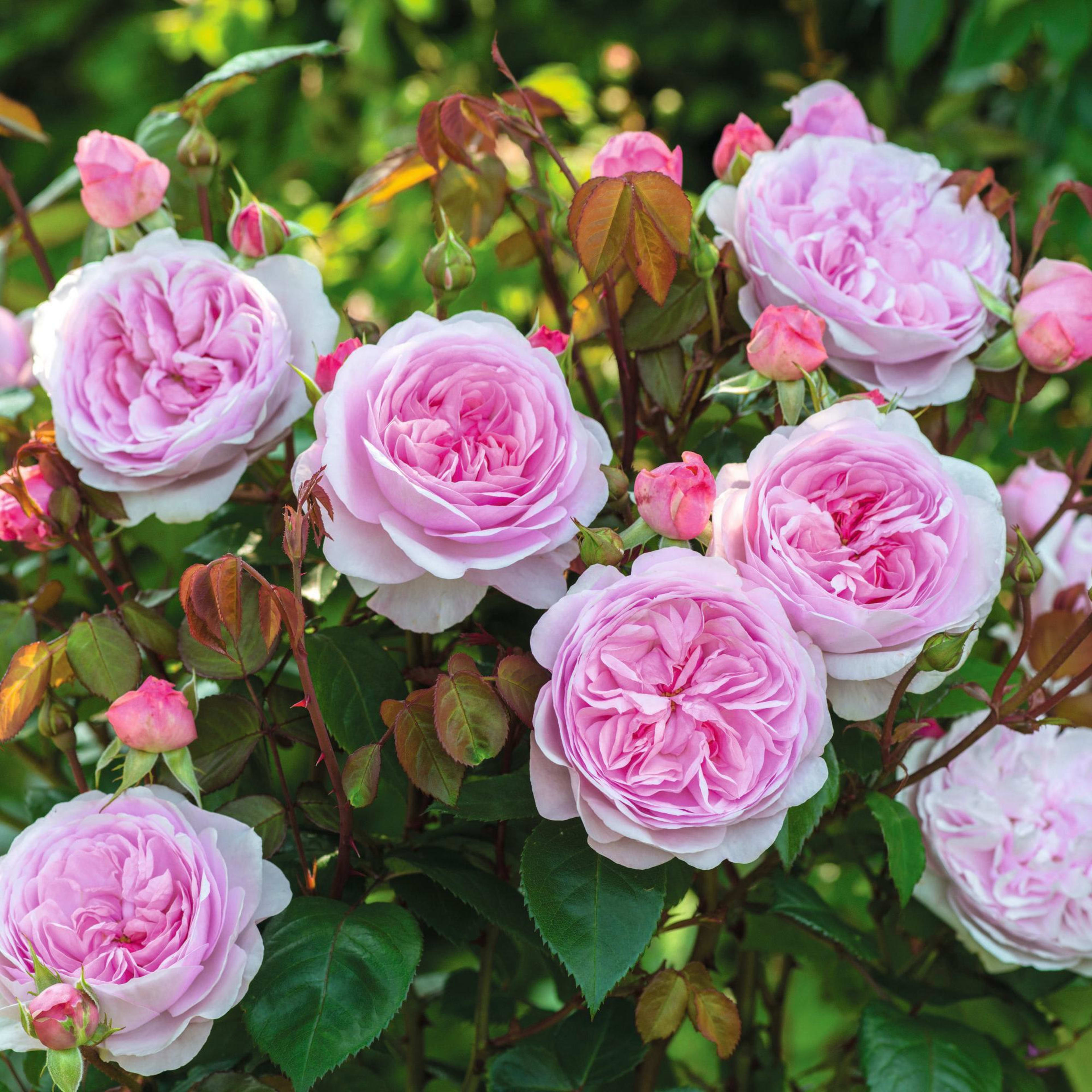 Azalea
