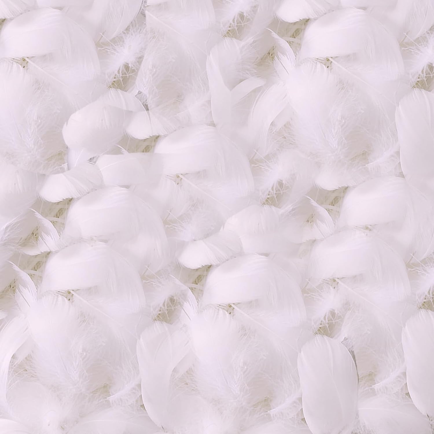 Pieces Plumeplumes Doie De