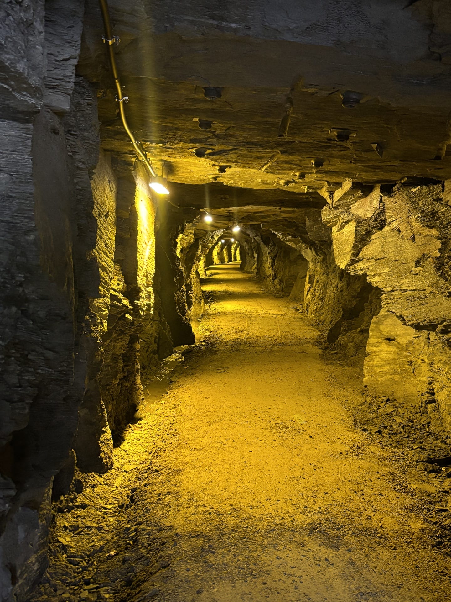Tree planting ride Queenstown