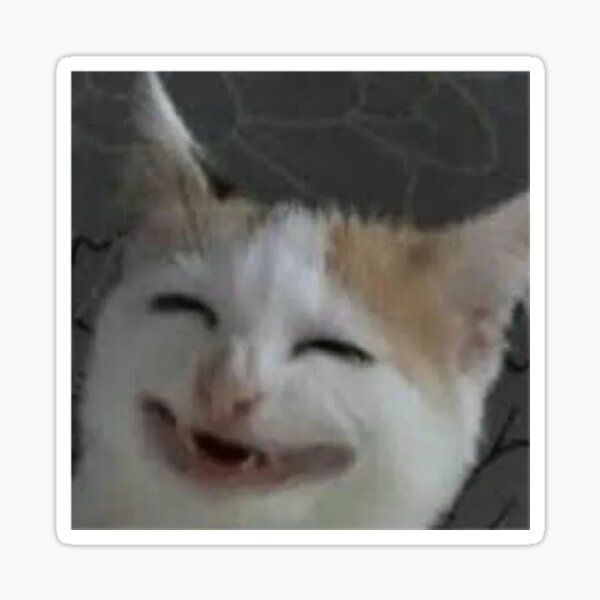 Celebrating cat
