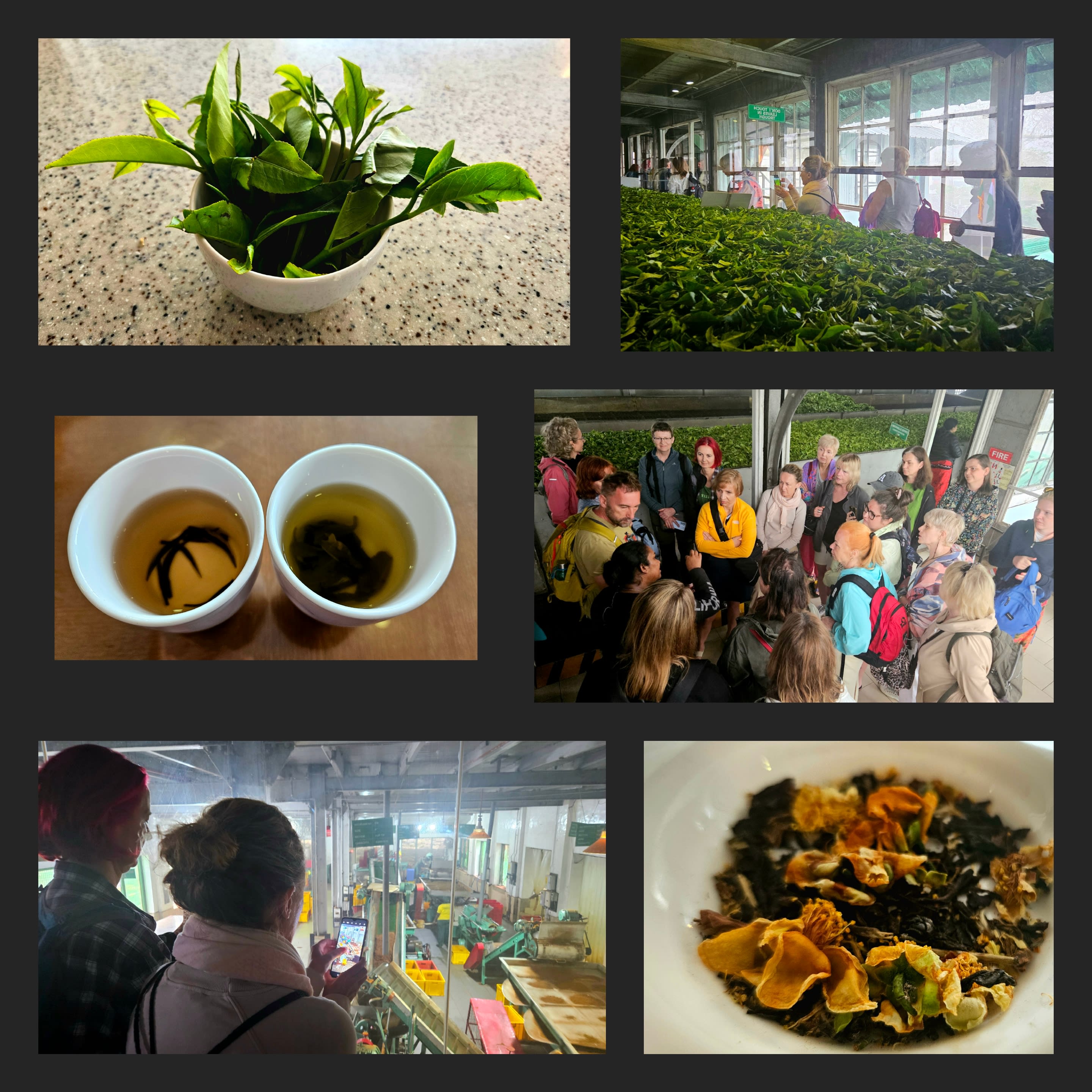 Zielona herbata w plantacji w Indiach, grupa osób zwiedzająca, spotkanie przy degustacji. W tle ashram i naturalne otoczenie.