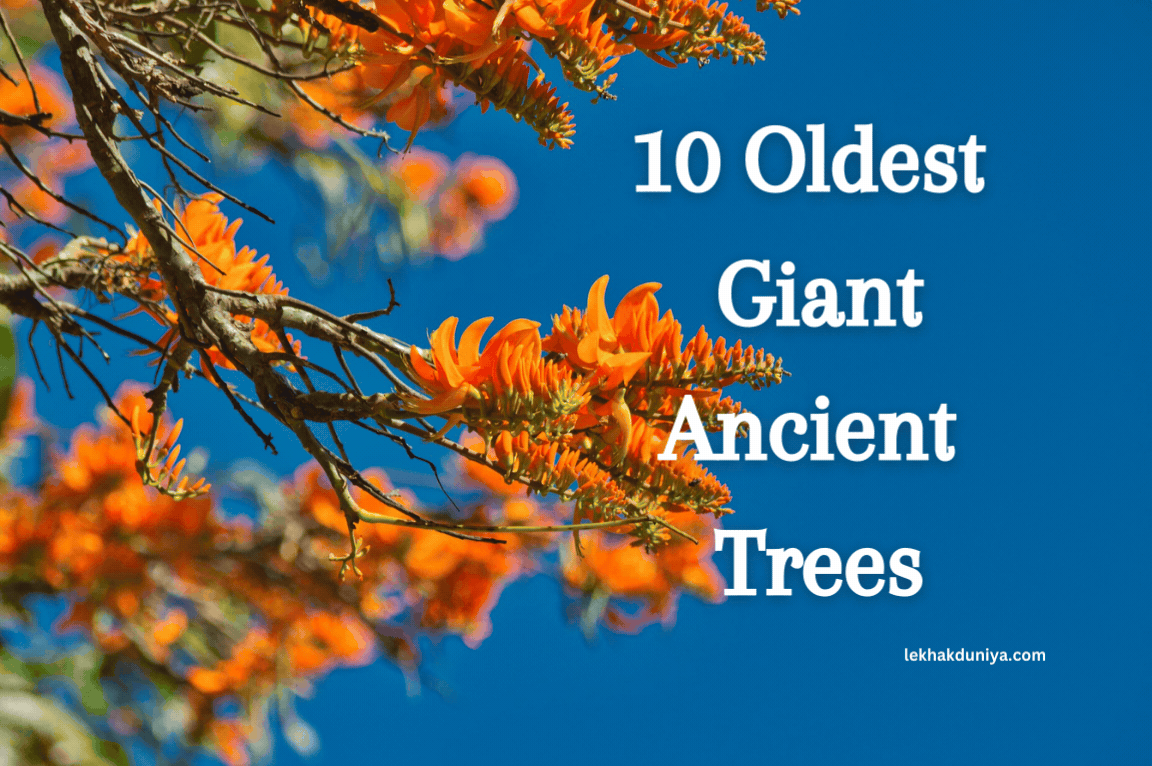 The 10 Oldest (giant ancient tree) Living Things on Earth: Nature&#8217;s Timeless Marvels