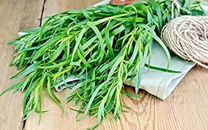 French Tarragon