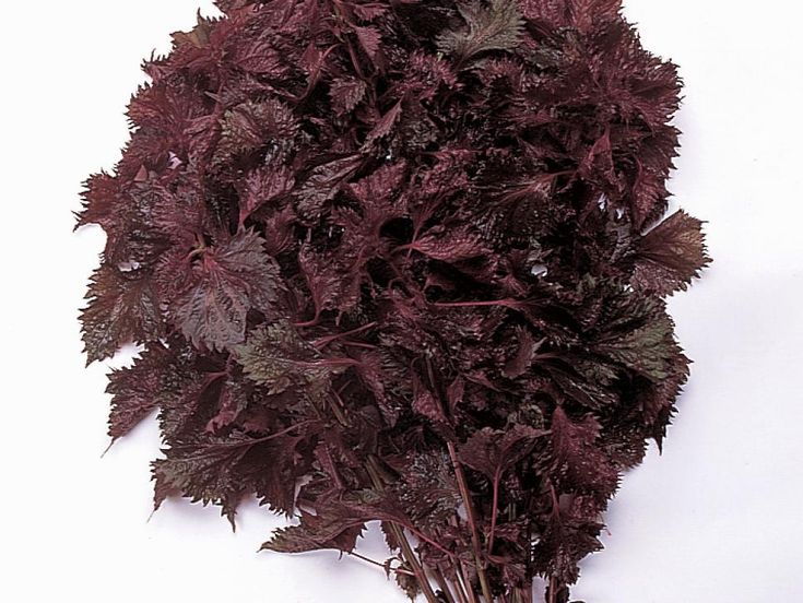 Baby Red Shiso