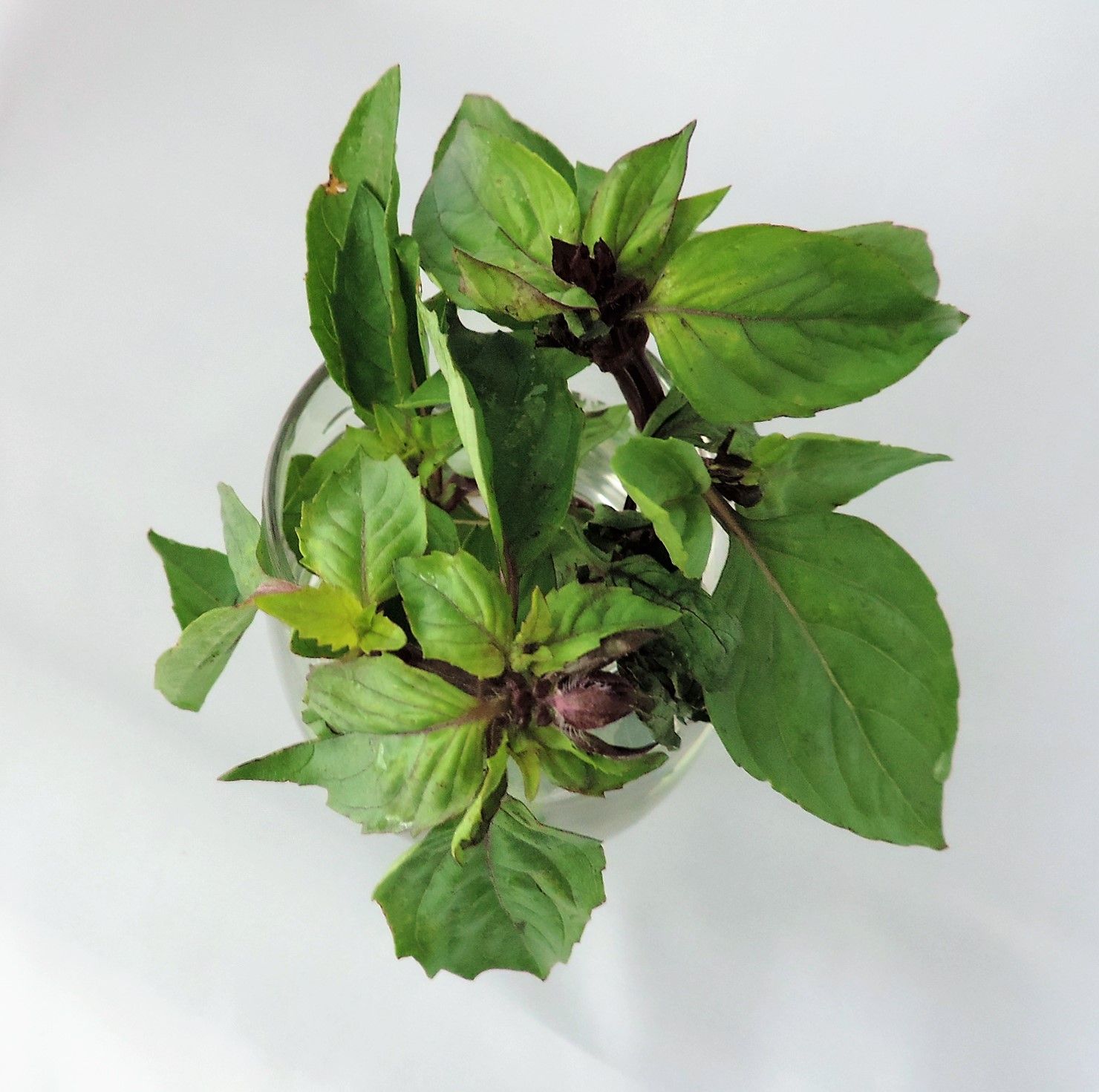 Cinnamon Basil