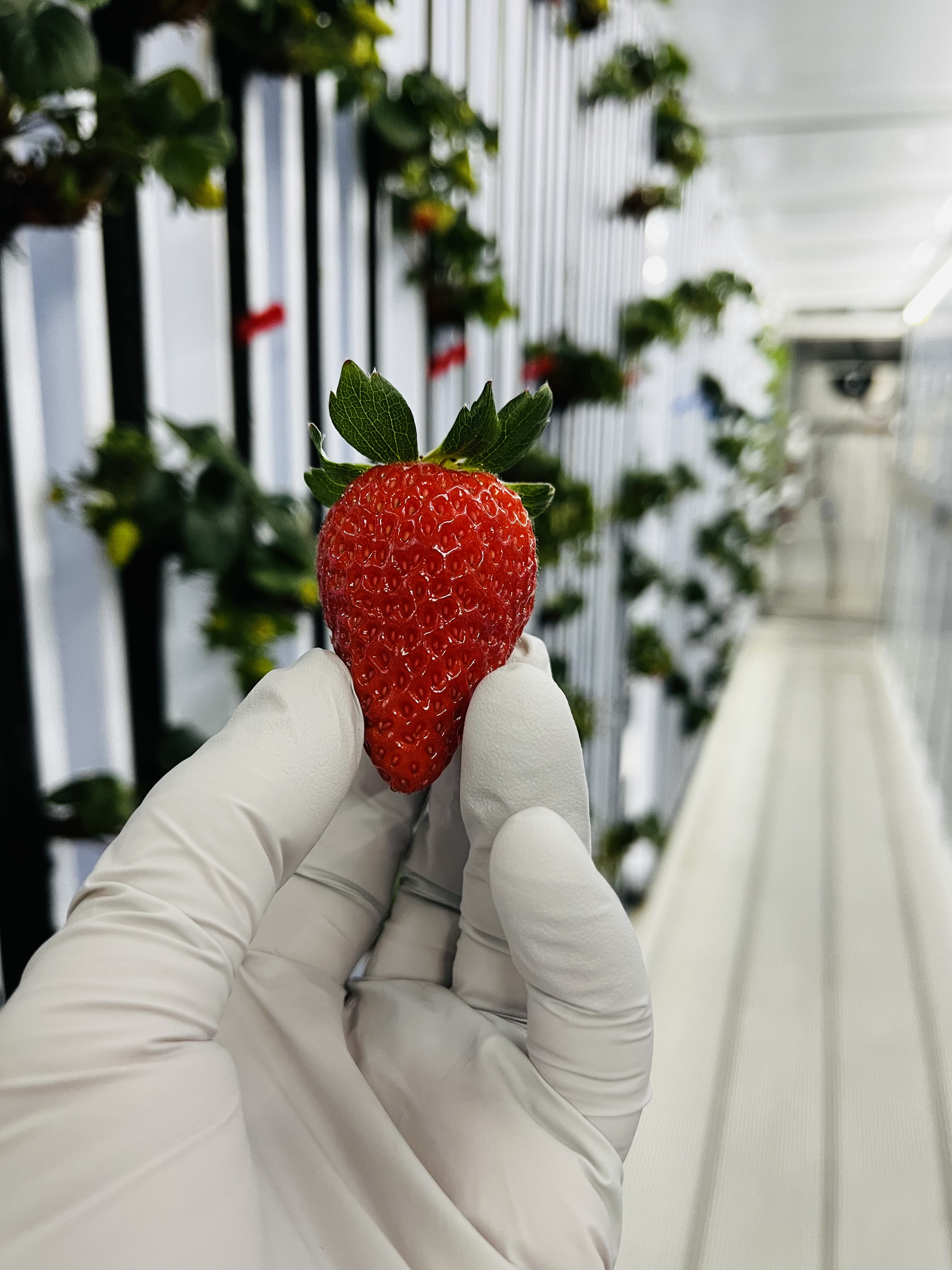 Premium Fresh Strawberry