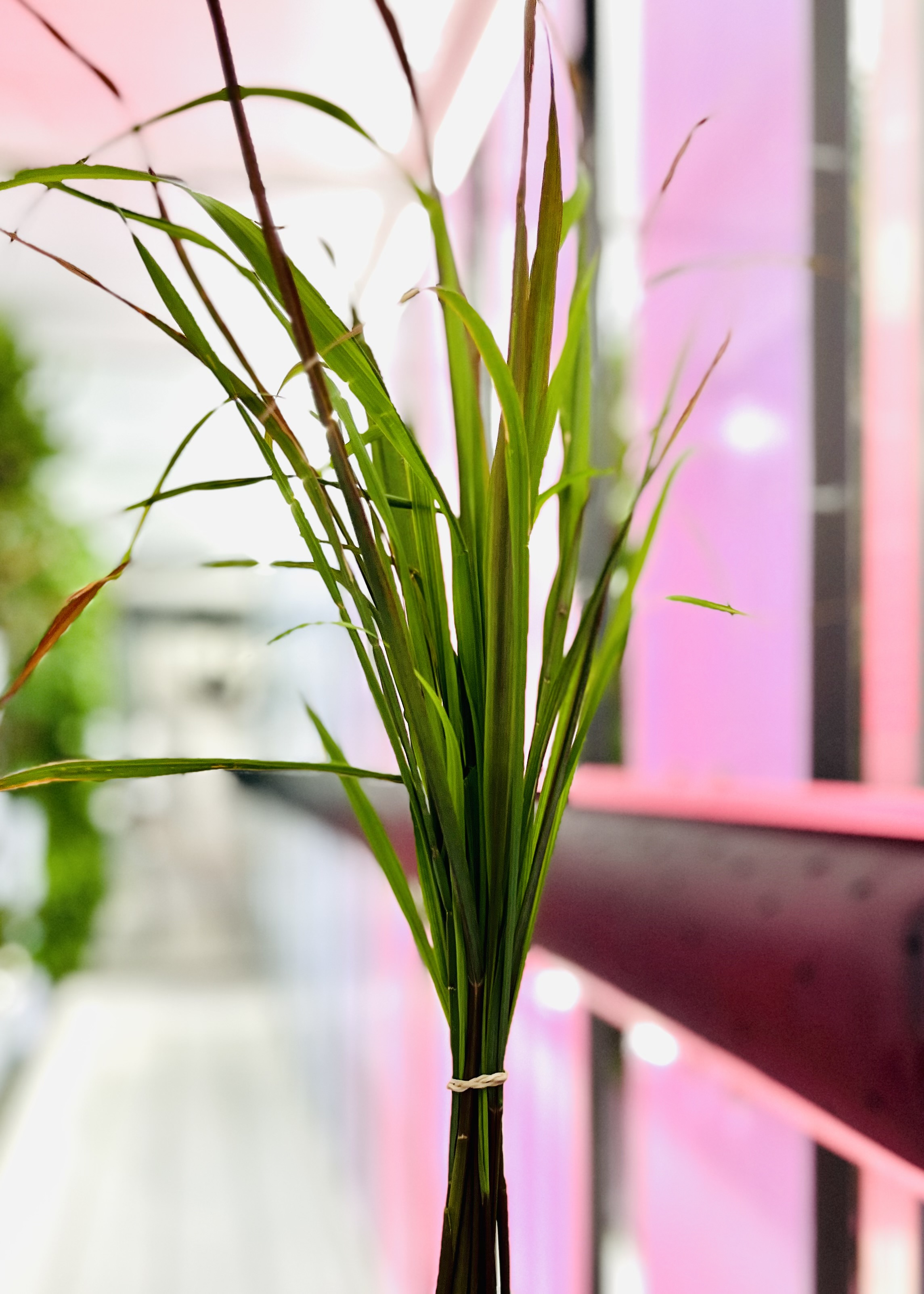 Eastern Indian Lemongrass