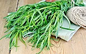 French Tarragon