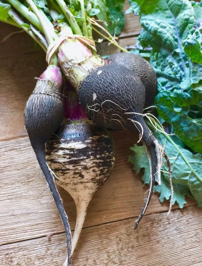 Black Radish