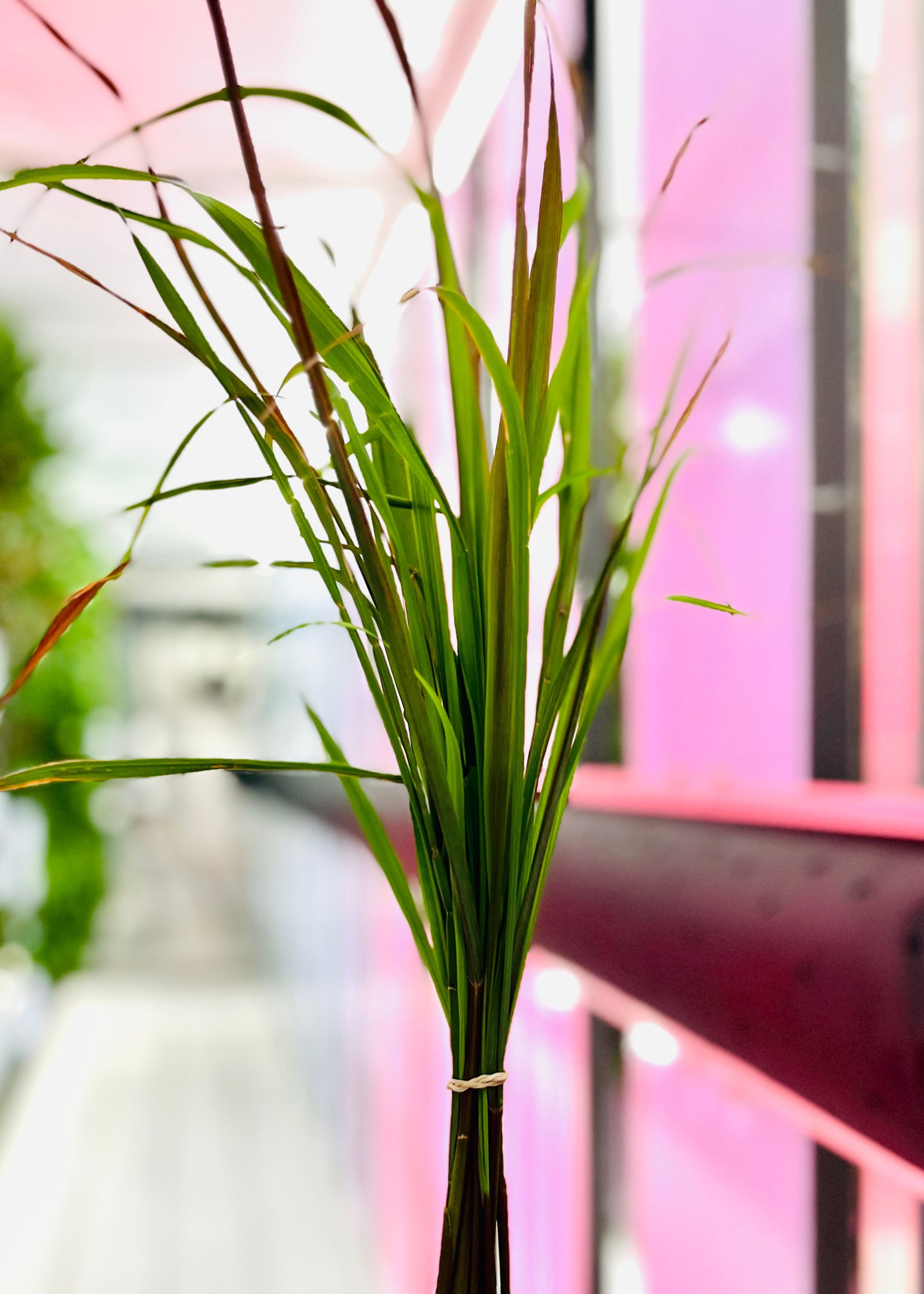Eastern Indian Lemongrass