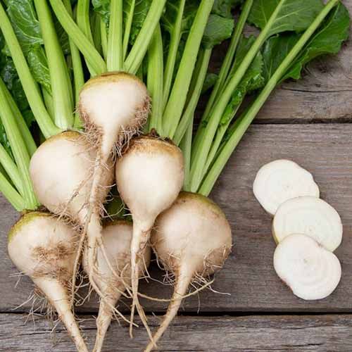 Winter Beets