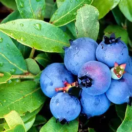 Fresh Blueberries