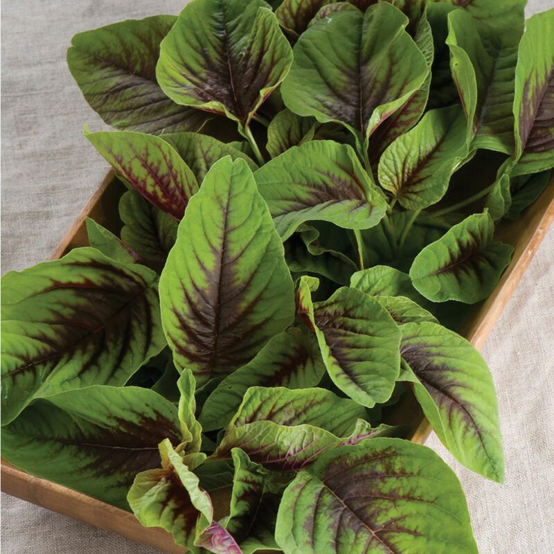 Red Amaranth