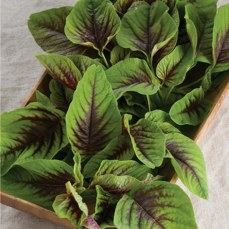 Red Amaranth