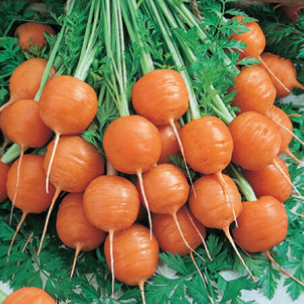 Parisian Carrots
