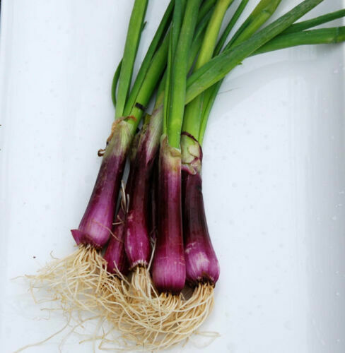 Deep Purple Bunching Onions