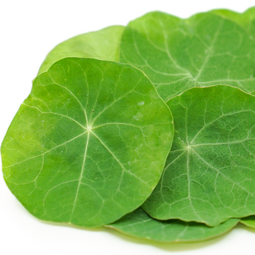 Jewel Mix Nasturtium (Leaf)