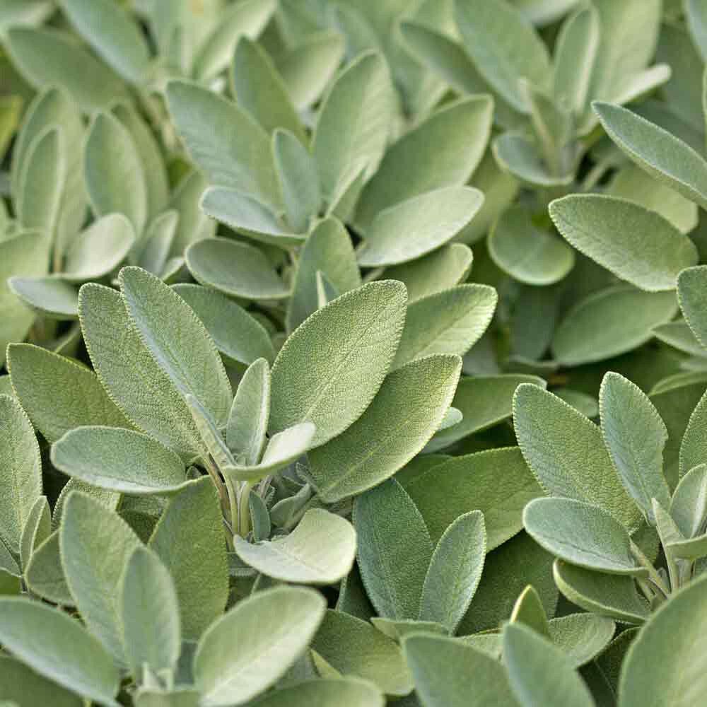 Common Sage