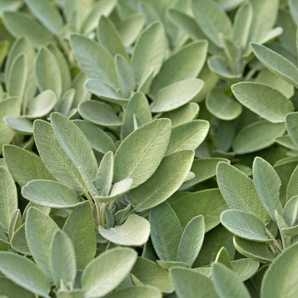 Common Sage